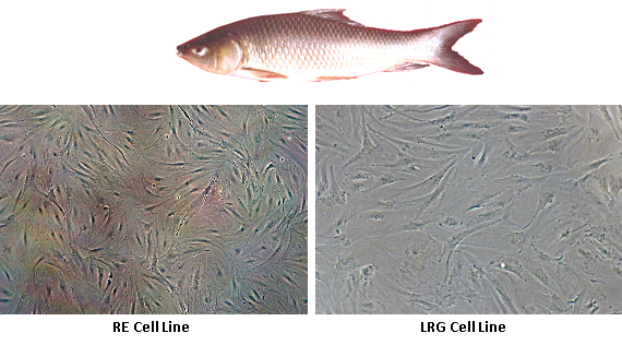 Fish Cell Lines – Aquatic Animal Health Laboratory