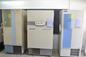 Deep Freeser (-80°C)